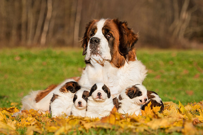 Breeds St Bernard family outdoors