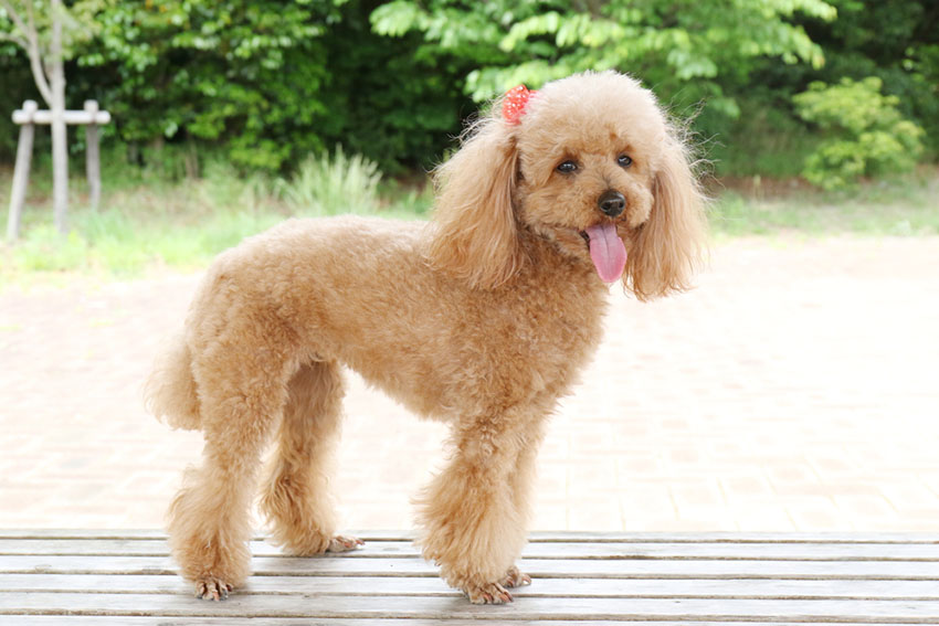Breeds Toy Poodle ribbon in hair