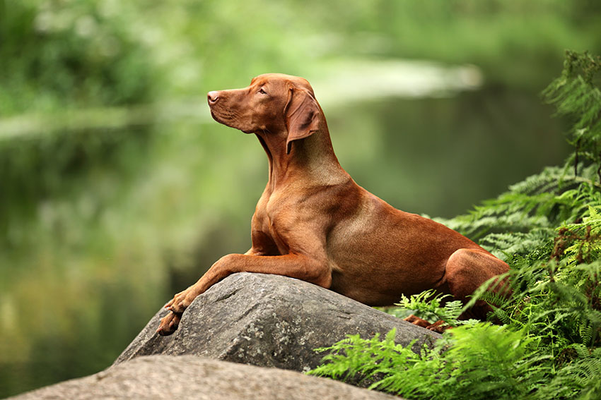 Breeds Vizsla outdoors