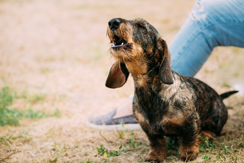 Breeds Wire Haired Dachshund barking howling woofing