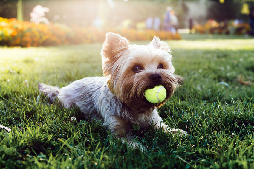 Breeds Yorkshire Terrier with ball