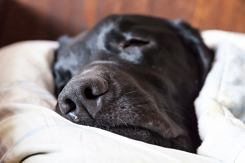 Breeds black Labrador asleep in bed