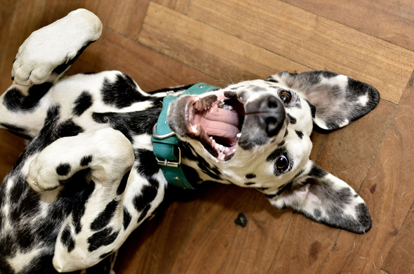 Breeds happy Dalmatian