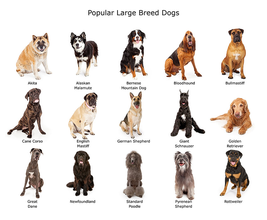 a big dog breed