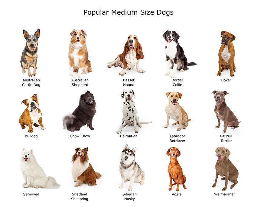 Uitputten Blozend tuberculose Medium Dog Breeds | Choosing The Right Dog For You | Dogs | Guide