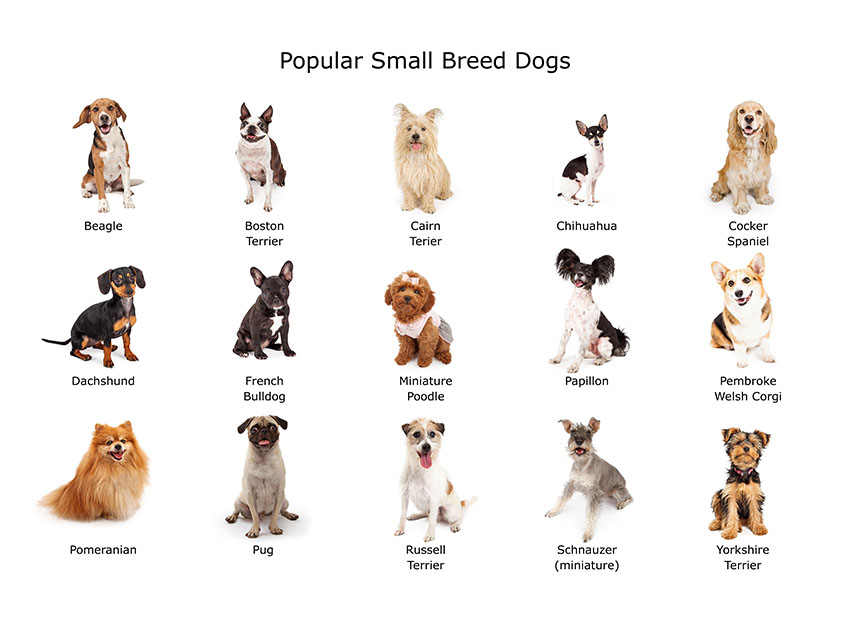 Small Dog Breeds | Choosing The Right Dog For You | Dogs | Guide | Omlet US