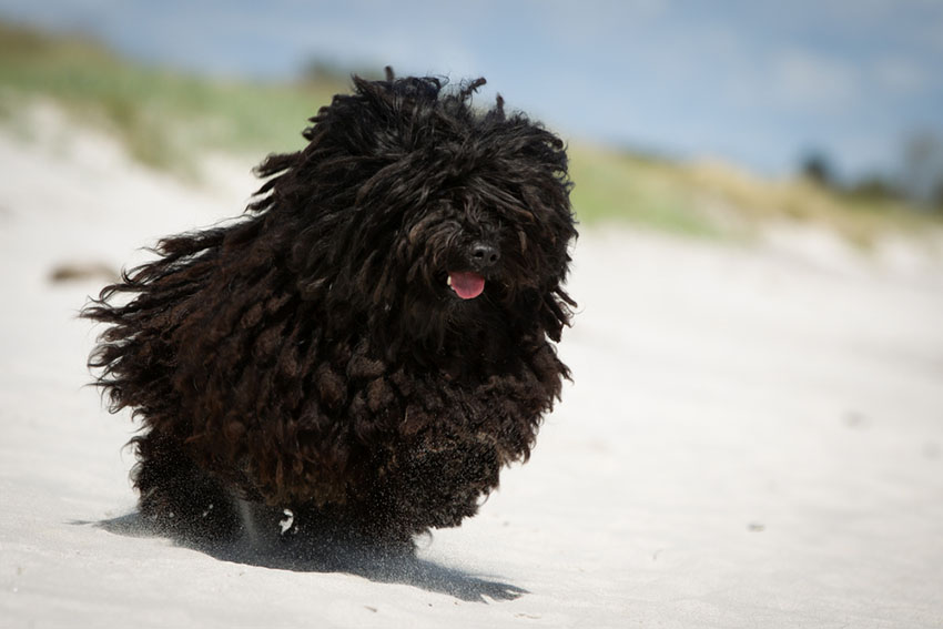 Breeds puli dreadlocks