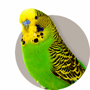 Guide To Keeping Parakeets