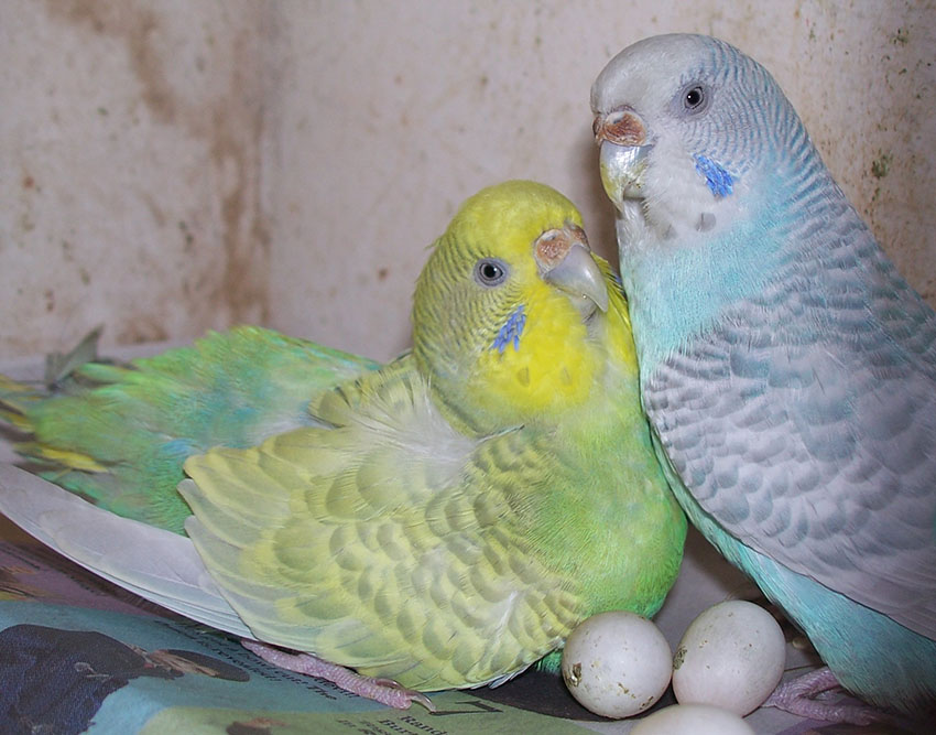 Parakeet eggs