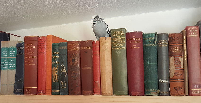 parakeet perched on books