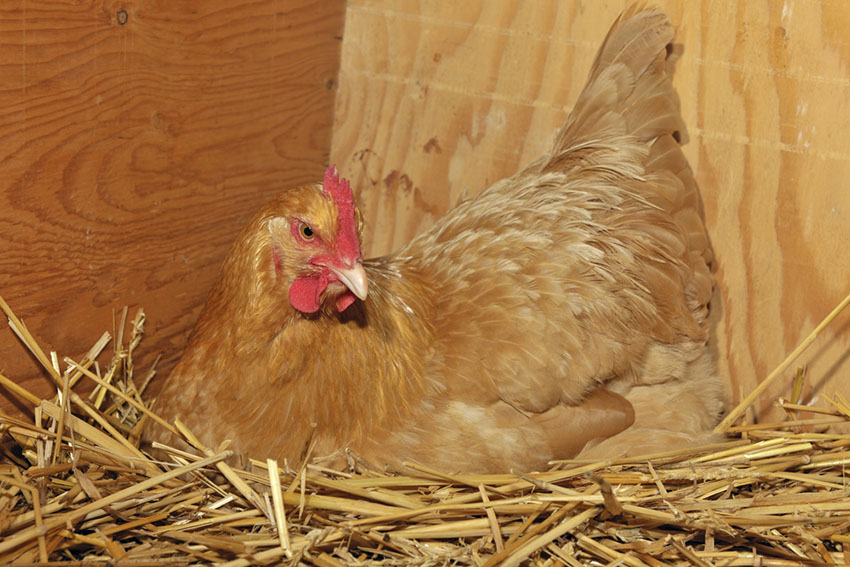 Buff Orpington broody hen