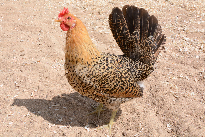Buttercup hen