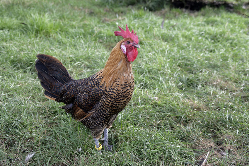 Campine rooster