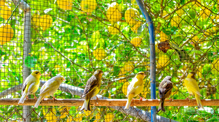 Canaries in aviary