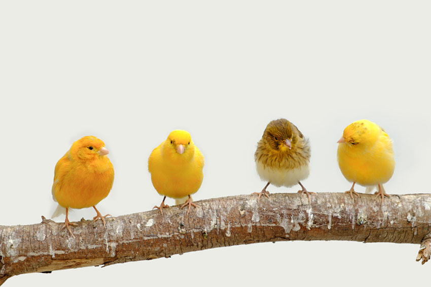 Canary varieties