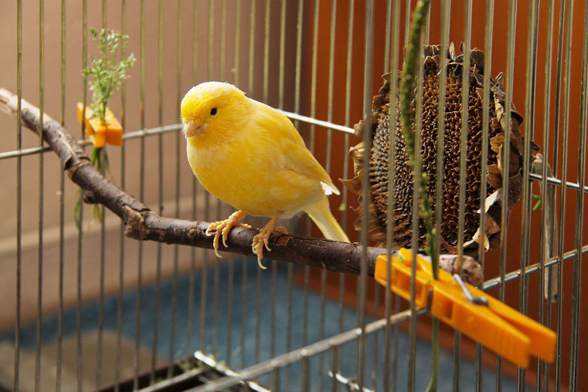Clean canary cage
