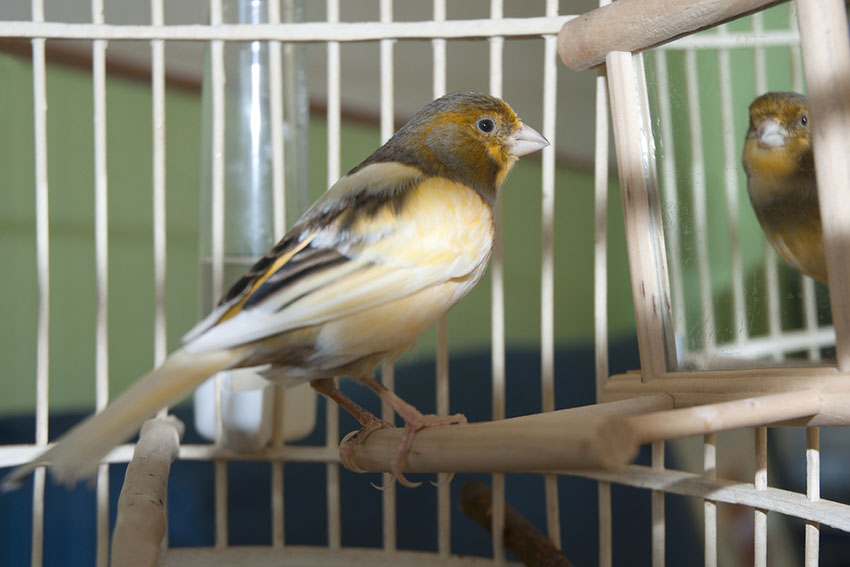 Canary mirror