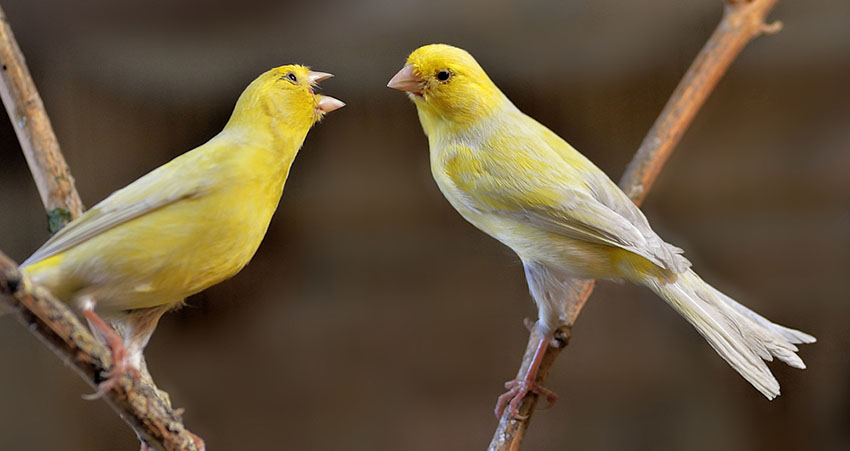 Canary aggression