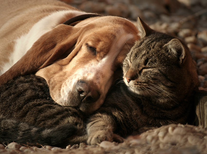 Cat cuddling up with a Basset Hound