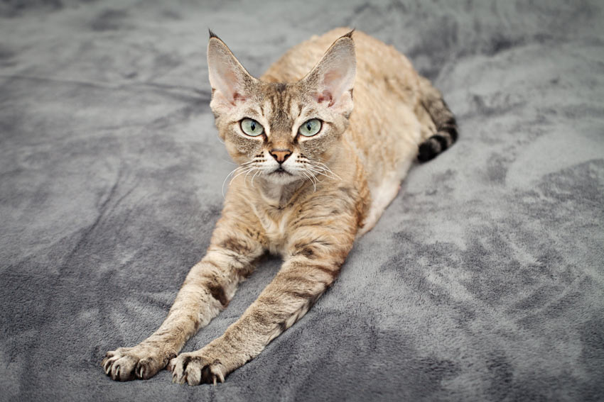 A Devon Rex cat showing off its wonderful pointed ear tips