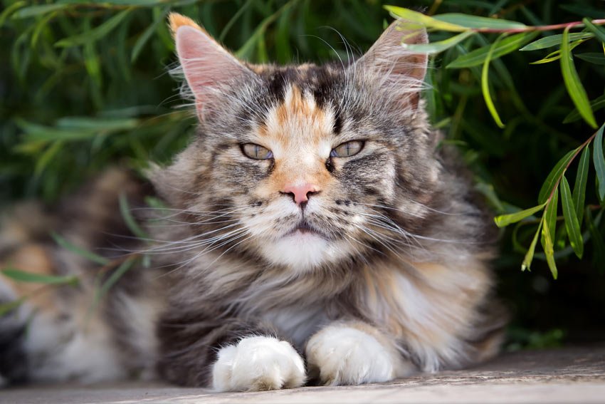 10 large cat breeds: All the basics about big house cats - Resources