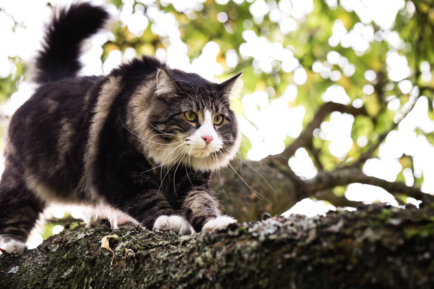 10 large cat breeds: All the basics about big house cats - Resources