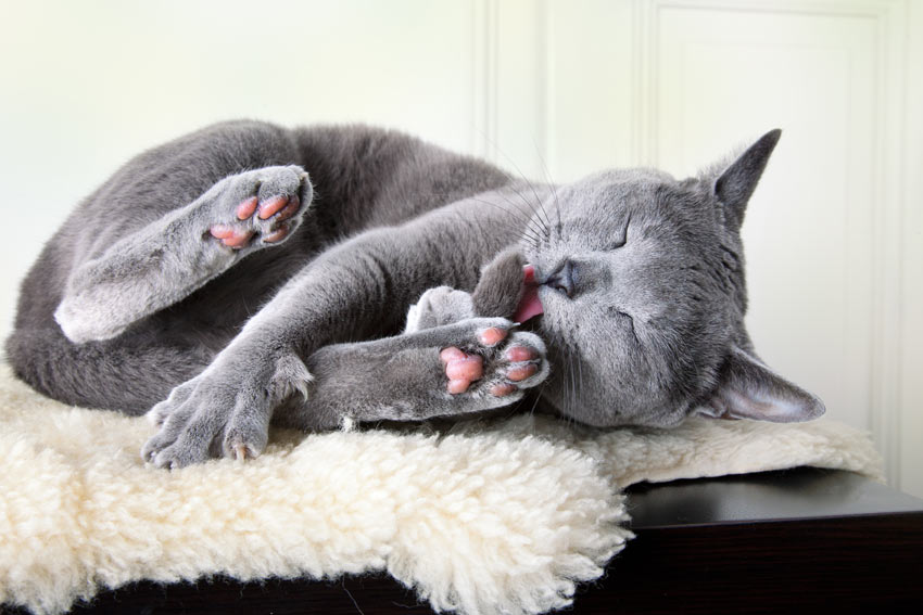 Do Hypoallergenic Cat Breeds Exist? Best Cat Breeds for Allergy Sufferers