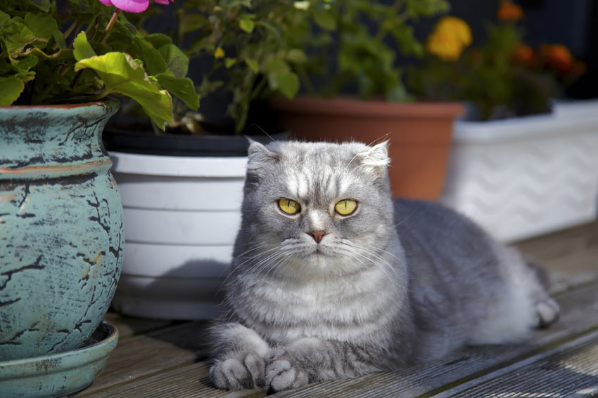 A Scottish Fold Cat who thrives off attention