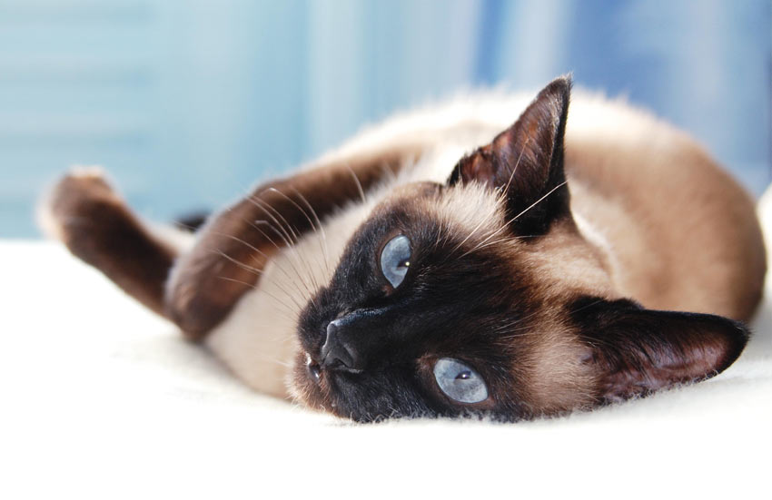 A Siamese Cat lying down having a deserved rest