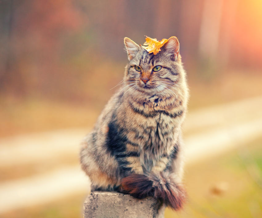 A Siberian Cat with a hypoallergenic coat balancing a leaf on its head