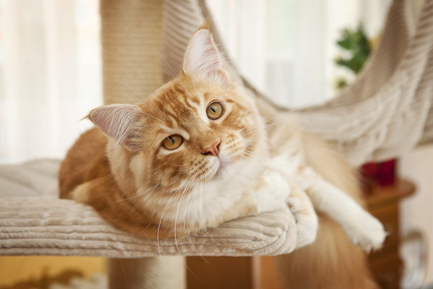 A beautiful ginger and white Maine Coon cat resting on its cat tree