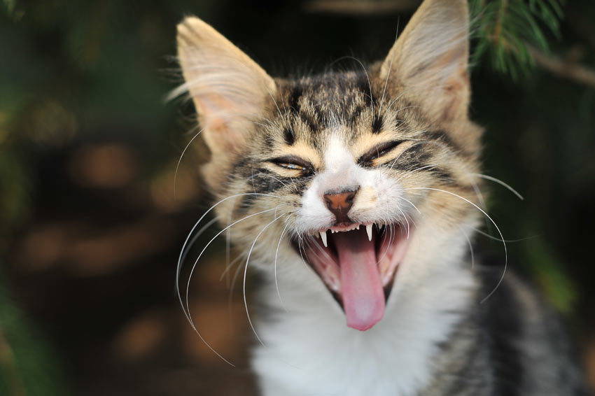A beautiful young kitten yawning with its mouth wide open