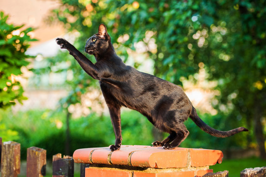 Do Hypoallergenic Cat Breeds Exist? Best Cat Breeds for Allergy Sufferers