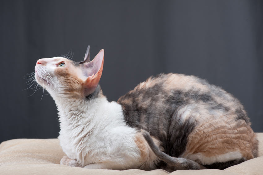 Most Intelligent Cat Breeds, Choosing The Right Cat For You, Cats