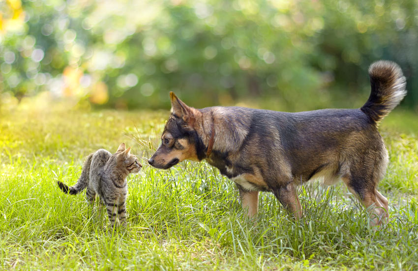 mejorar la convivencia entre perros y gatos