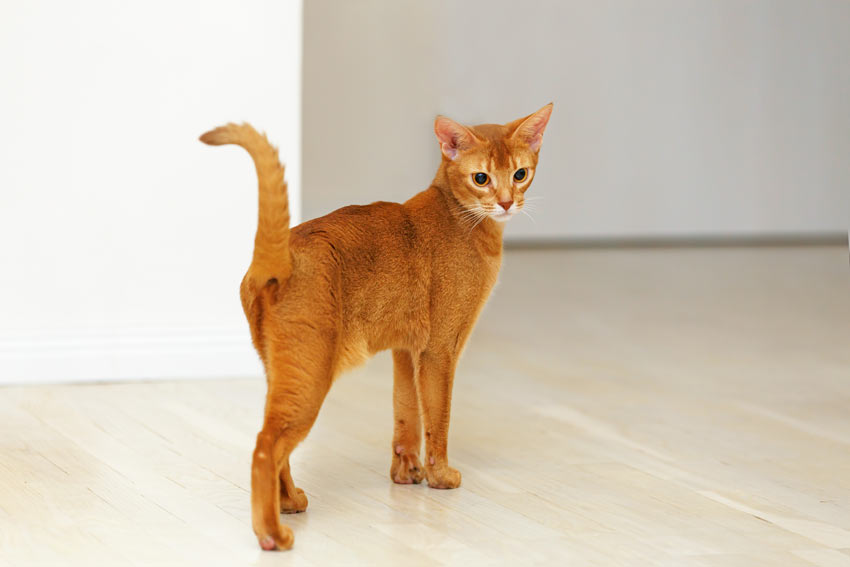 The Friendliest Cat Breeds That Make Great Pets