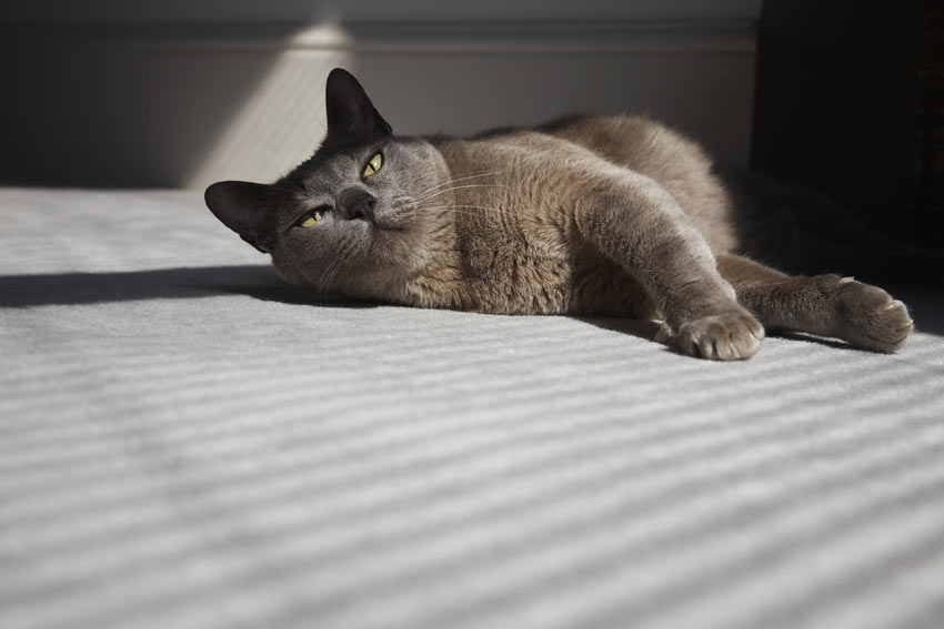 A friendly Burmese cat who loves to curl up on the sofa