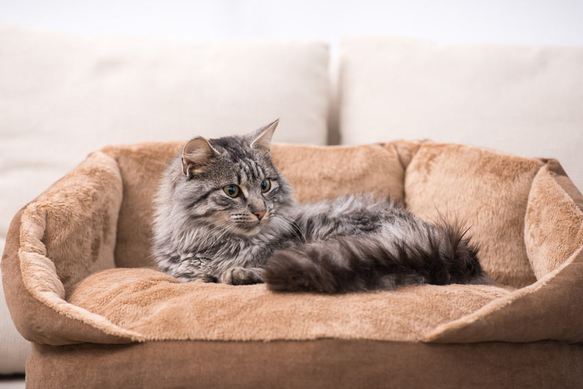 A grey tabby cat with a beautiful thick long coat resting in its comfy bed
