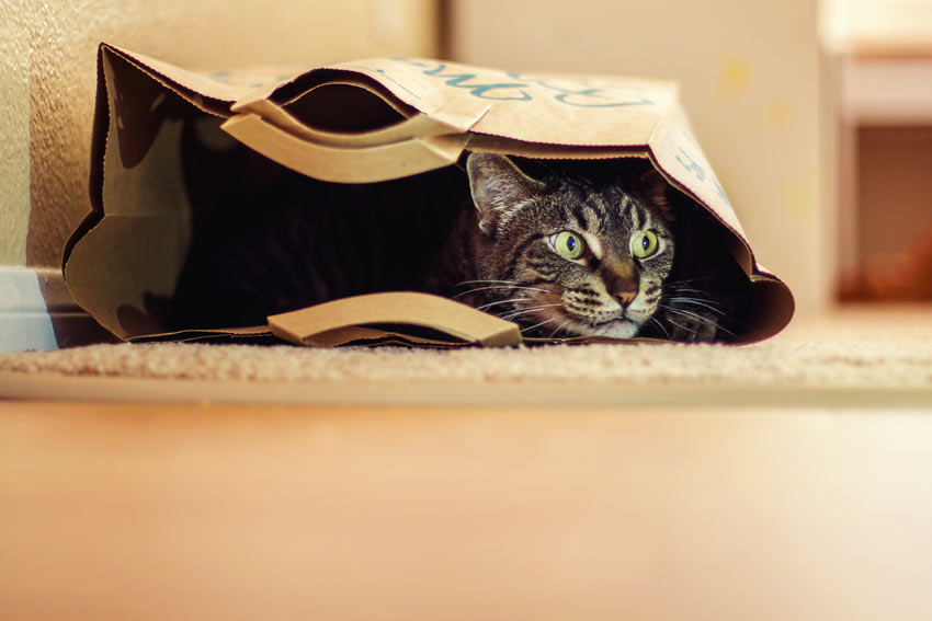 A inquisitive little tabby cat hiding inside a paper bag