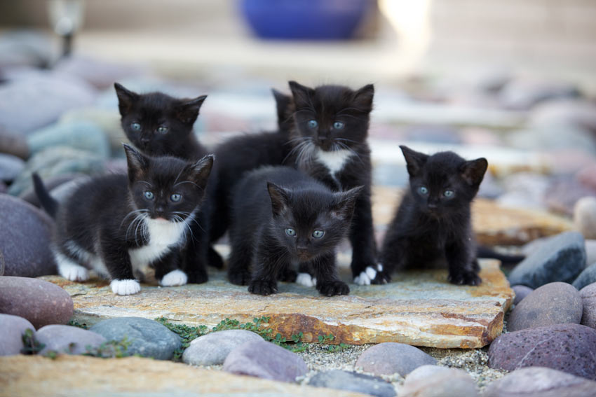 A litter of black and white kittens outside on some rocks