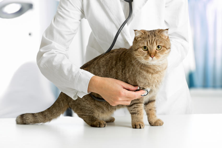 A lovely young cat having a routine check up at the vets