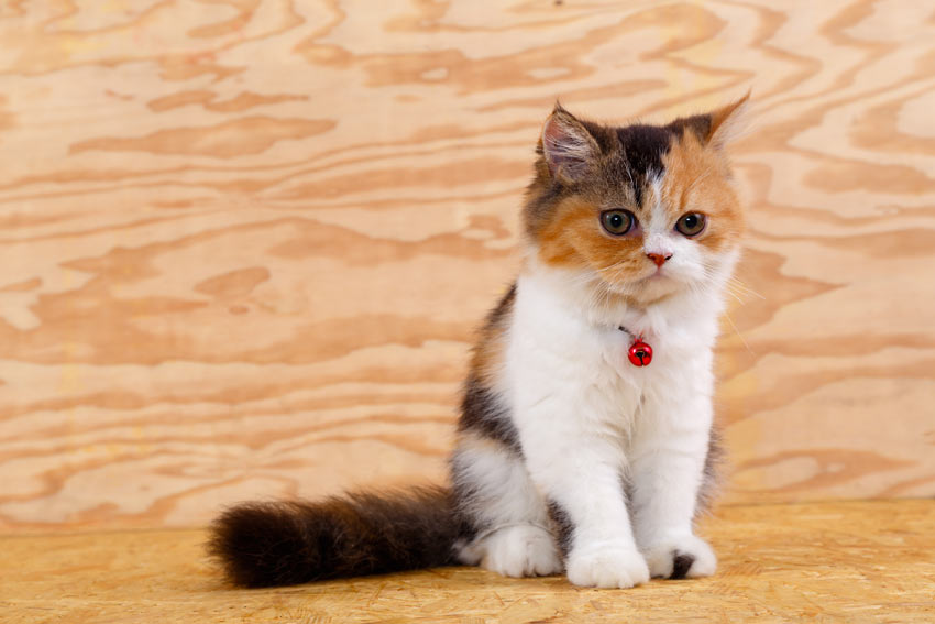 The 10 Best Cats for Kids - PureWow