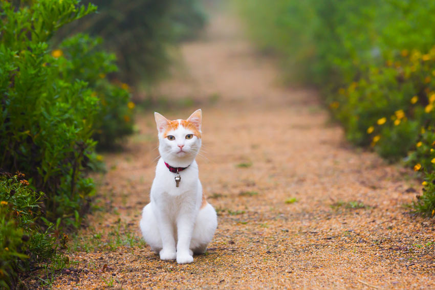 A white and ginger cat sitting on a gravel path