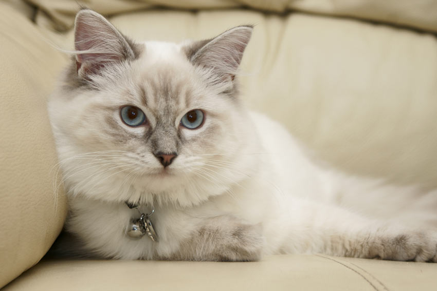 Top 10 Friendliest Cat Breeds — Pumpkin®