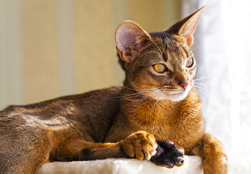 10 Most Intelligent Cat Breeds  