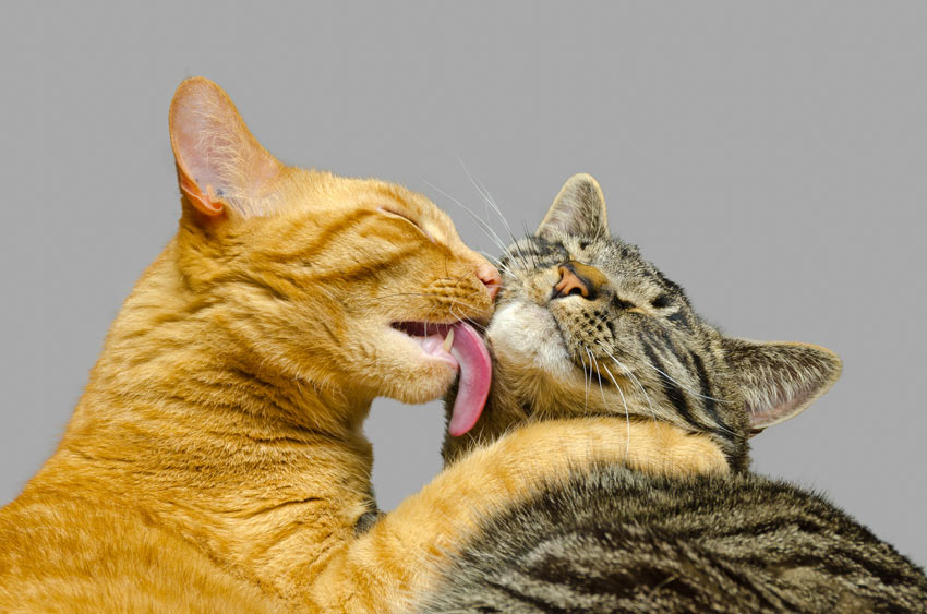 When cats groom each other, you can be sure they're getting on just fine