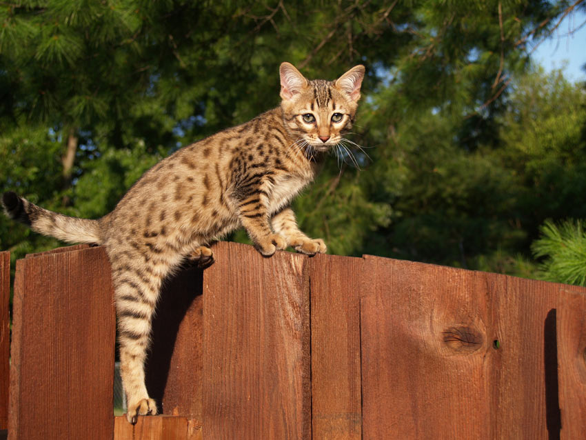 The beautifully marked savannah cat