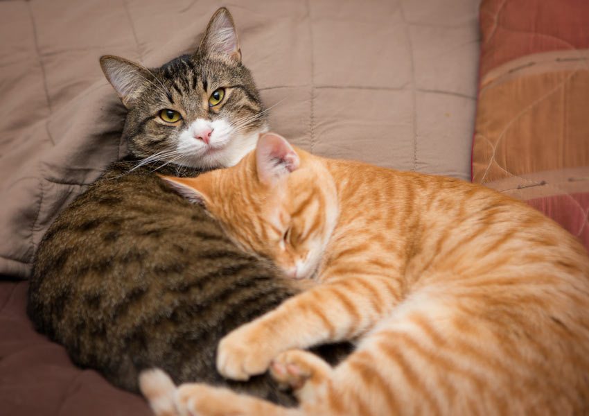 Two cats sleeping together one using the other as a pillow