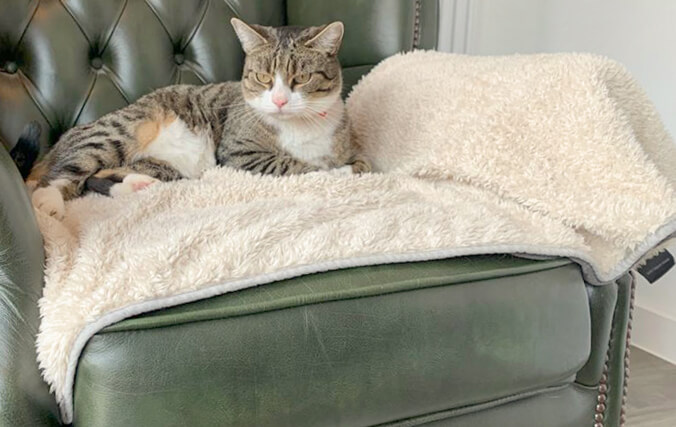Place the blanket on your cat’s favorite piece of furniture to protect from fur, dirt, and sharp claws.