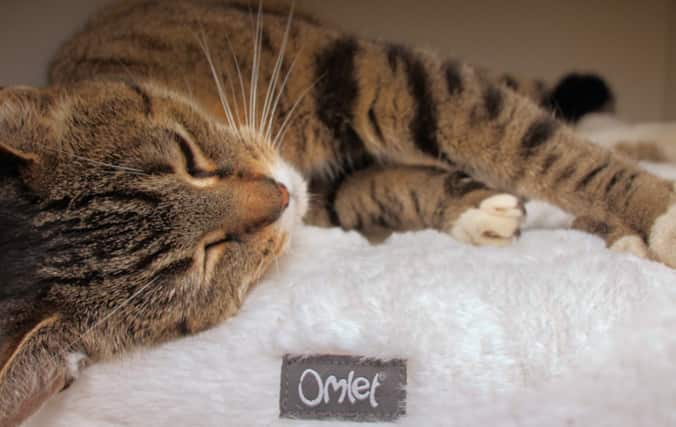 Cat relaxing on the Omlet Maya Donut Cat Bed
Bed. Provide Complete Relaxation with the Maya Donut Cat Bed.